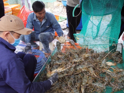 Phú Yên triển khai lập đề phát triển ngành nuôi trồng thủy sản