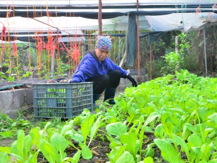 Hiệu quả bước đầu từ mô hình trồng rau hữu cơ ở Hạ Long