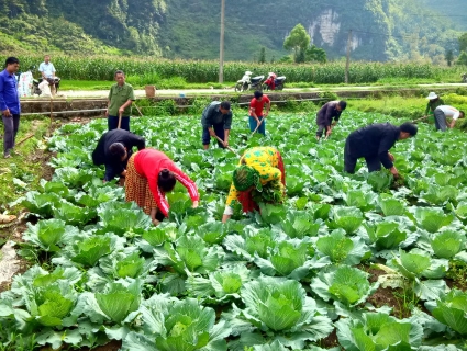 Hiệu quả sản xuất rau VietGAP tại Đồng Văn