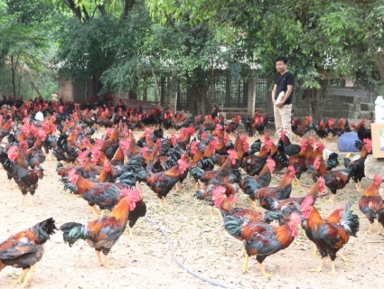 Chăn nuôi gà thả vườn theo hướng VietGap hiệu quả