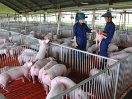 Hiệu quả kép từ chăn nuôi lợn theo quy trình VietGap