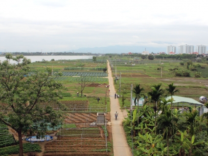 Vùng rau đầu tiên đạt tiêu chuẩn VietGAP tại Đà Nẵng
