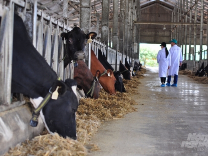Lâm Đồng tái cơ cấu ngành chăn nuôi: Phát triển mạnh chăn nuôi tập trung, phù hợp thị trường